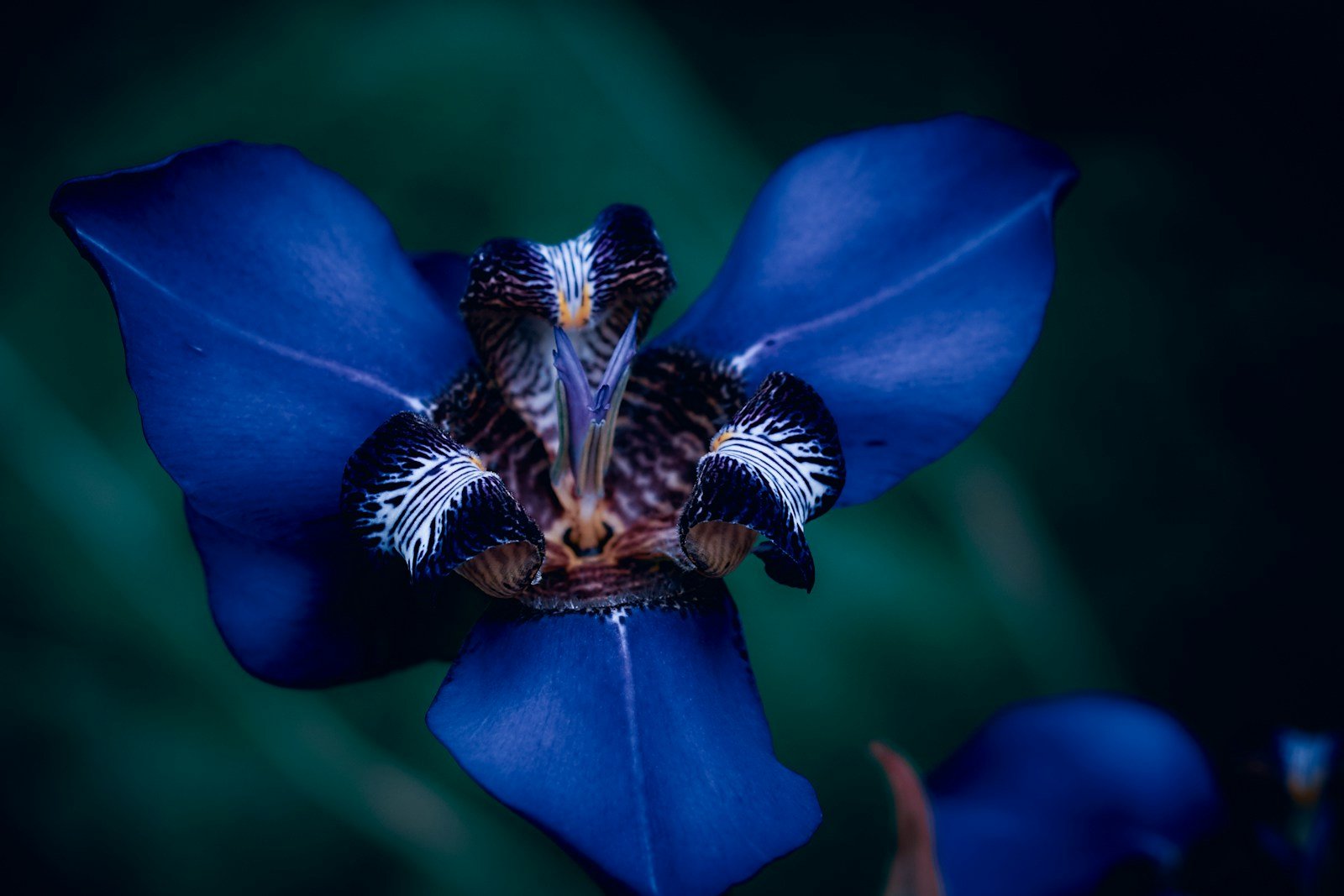 Blue petaled flower in the night.