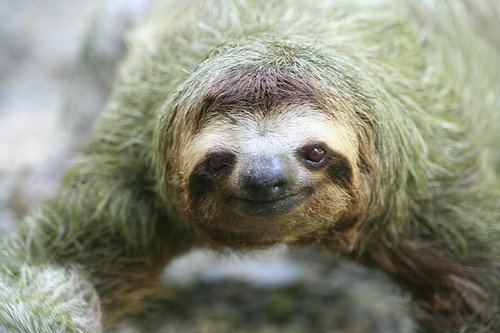 Sloth