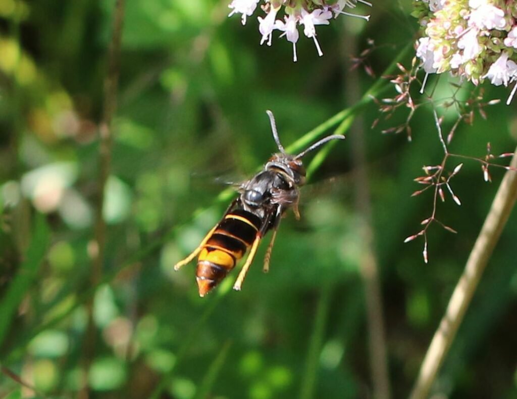 Yellow-Legged Hornets
