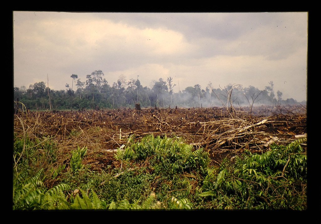 Swamp Gas and Sulfur: Microbes That Power Peatlands in Sarawak