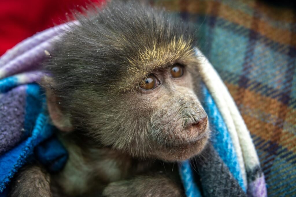 Adorable baby monkey snuggled in a colorful blanket, showcasing wildlife charm.