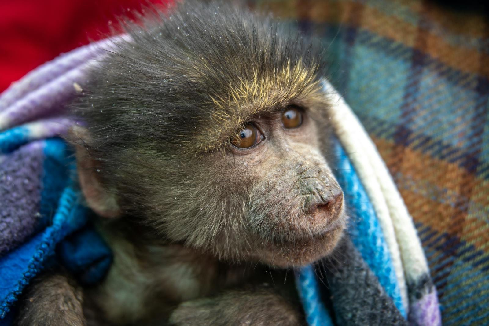 “Bonobos, Dolphins, and Bisexuality in the Animal World”