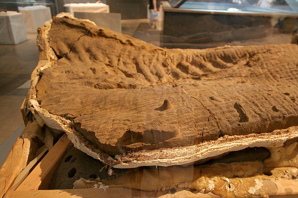 Hadrosauridae (Dakota).