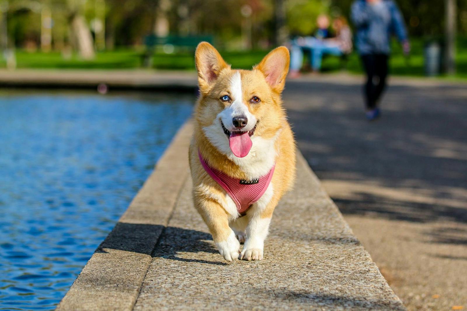 From Royal Companions to Herding Machines: The Unexpected Work Ethic of Corgis