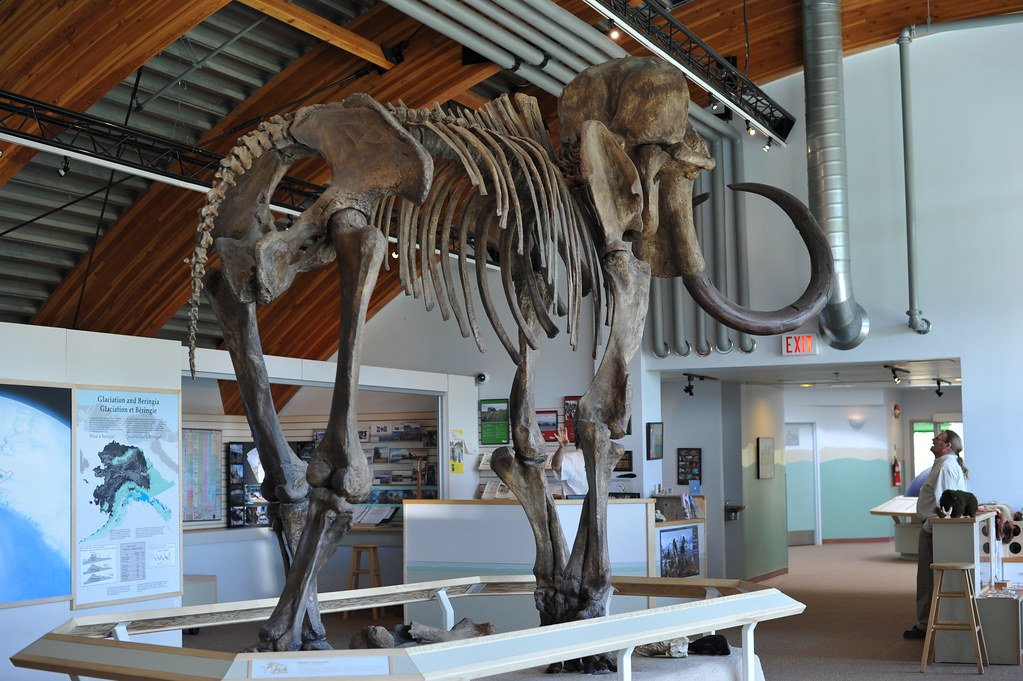 Megafauna