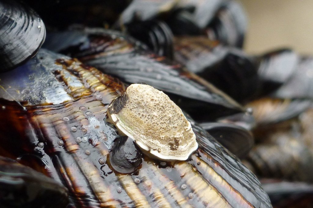 mussels