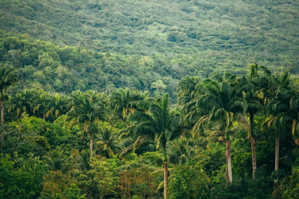 a lush green forest filled with lots of trees