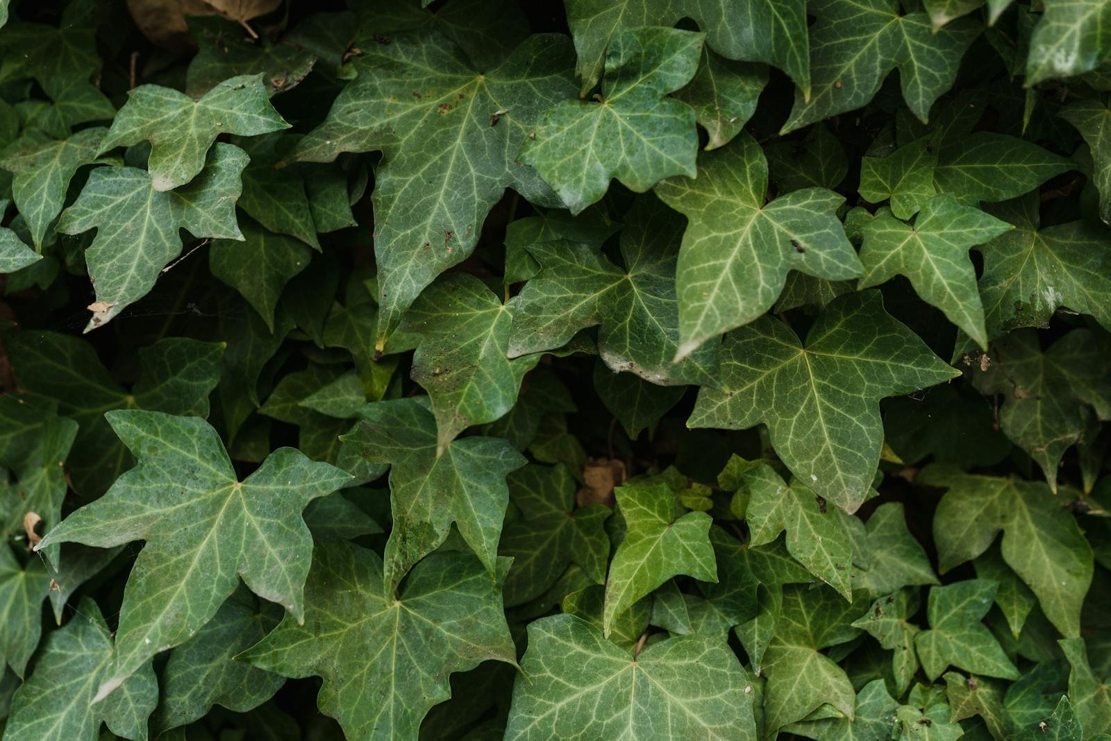 English Ivy Is Taking Over Pacific Northwest Forests—And That’s Not Romantic