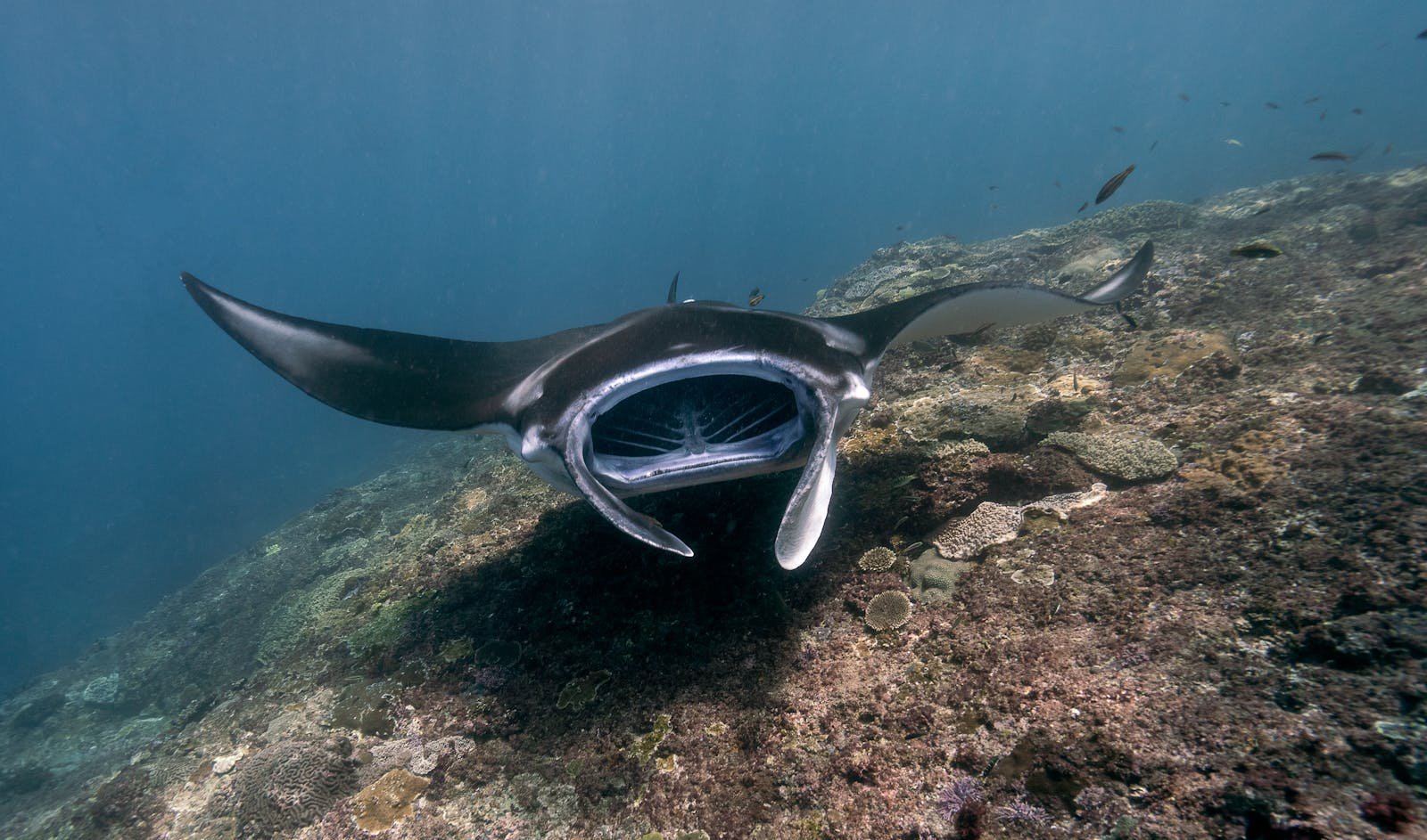 Manta Ray Memories: Can Fish Have Friends and Favorites?