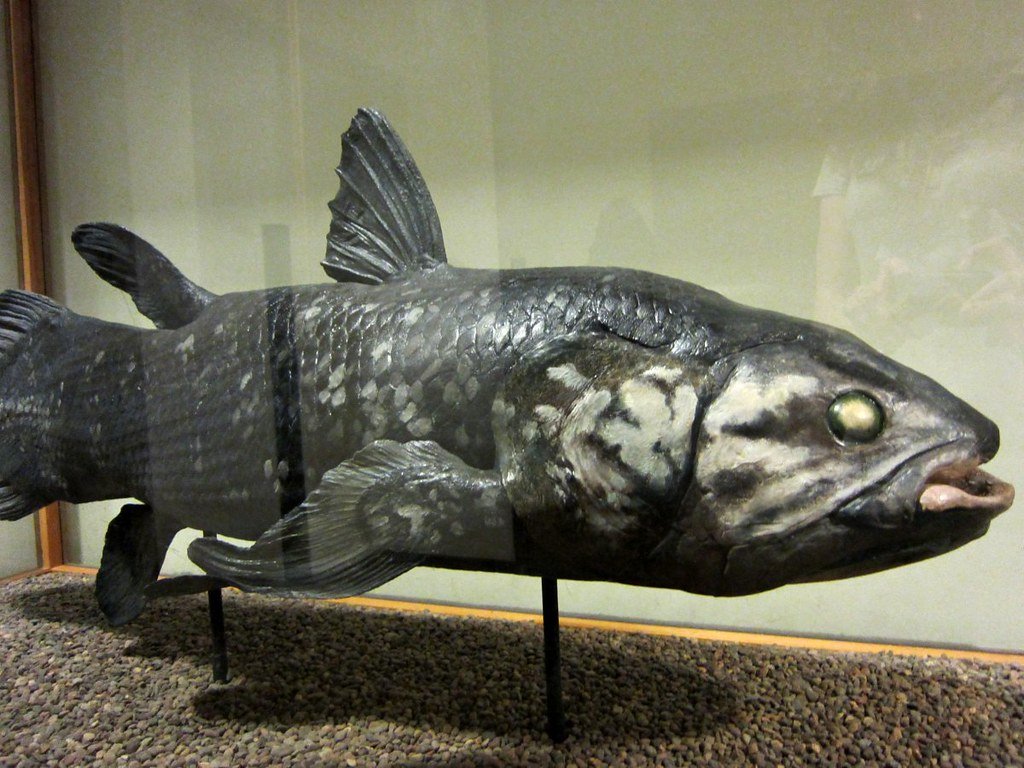 Coelacanth