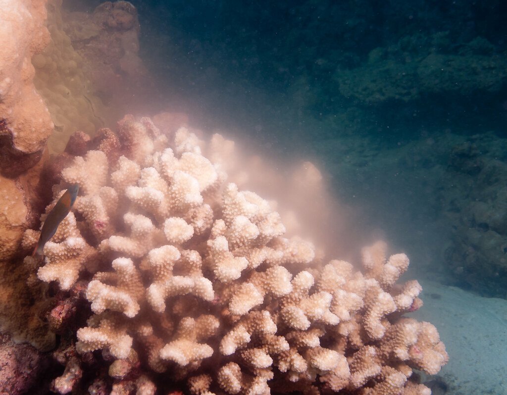 Cauliflower coral spawning, French Frigate Shoals.