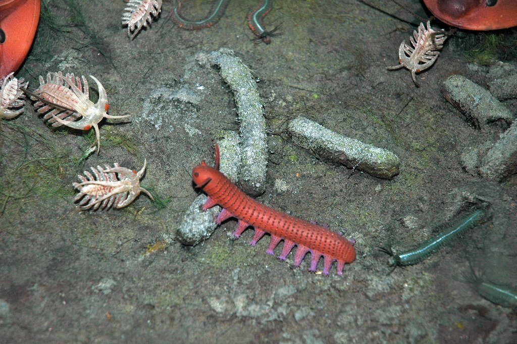 Burgess Shale