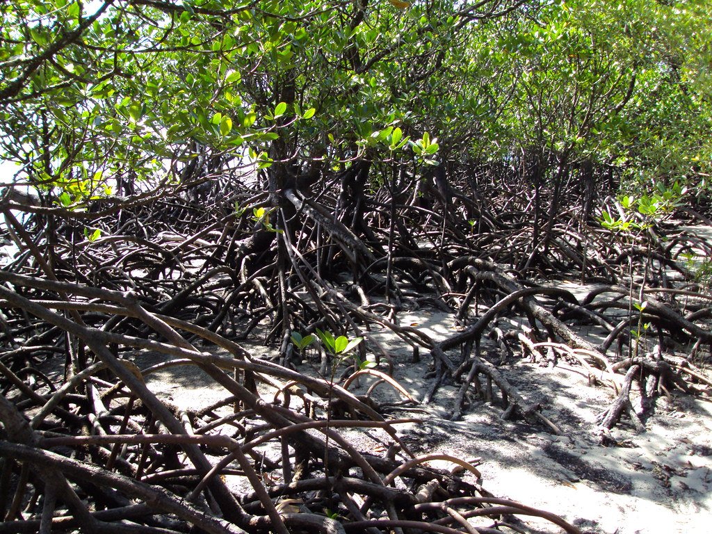 The Ancient Forest That Grows in Saltwater and Stores Centuries of Climate History