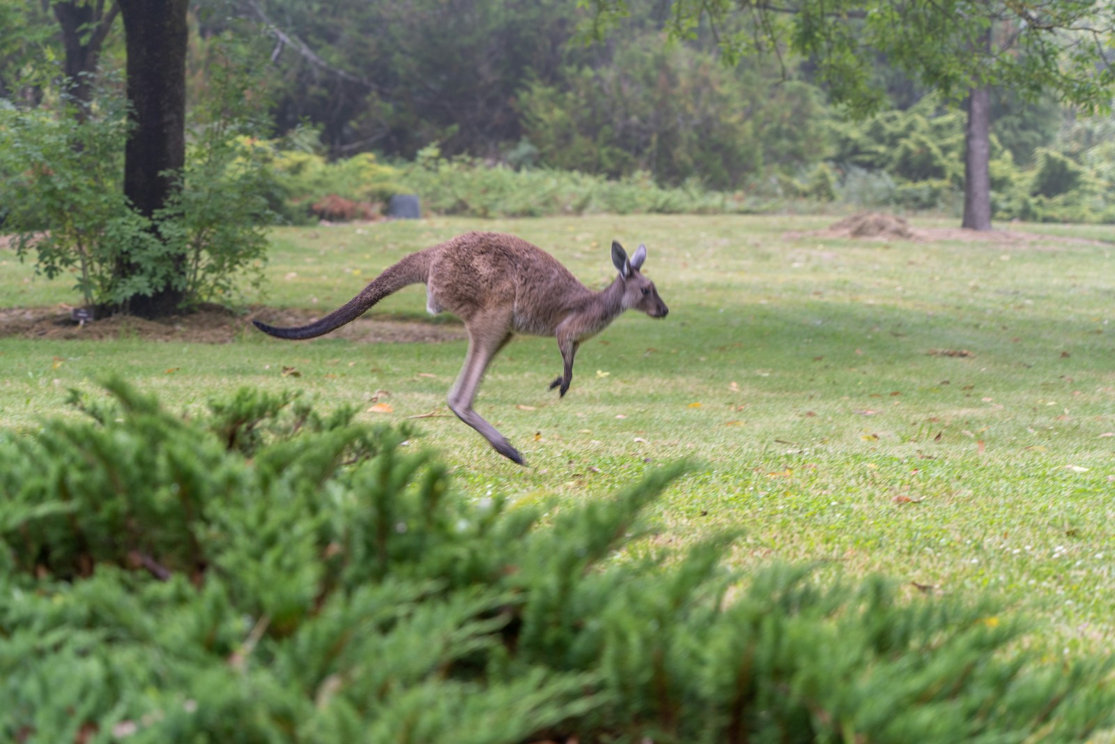 Creeping, Crawling, Hopping: The Many Ways Creatures Move
