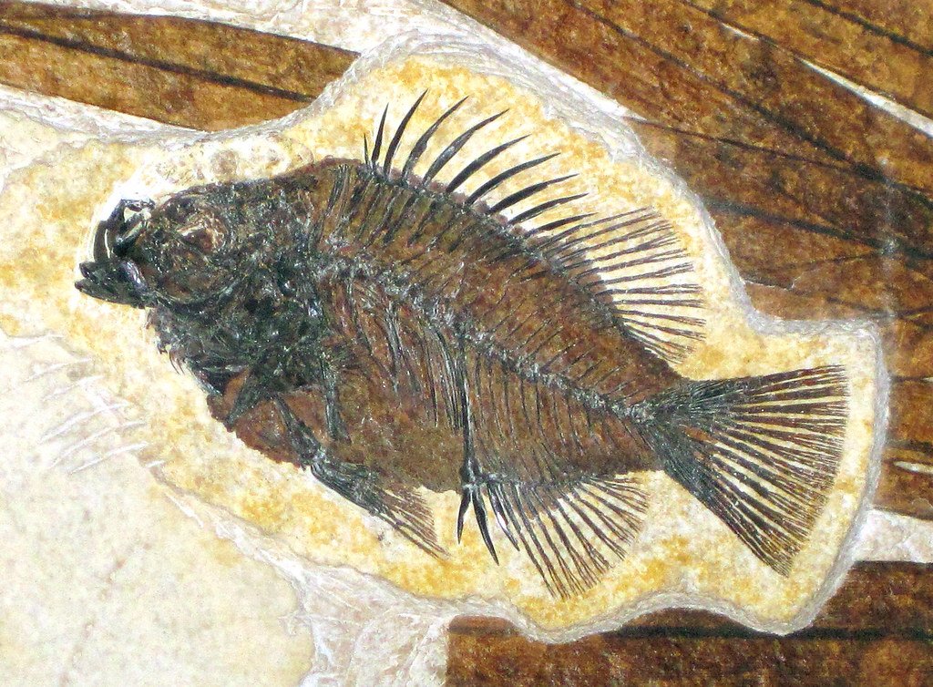 The Fossilized Fish of Miguasha: A UNESCO Site That Bridges Fish and Tetrapods