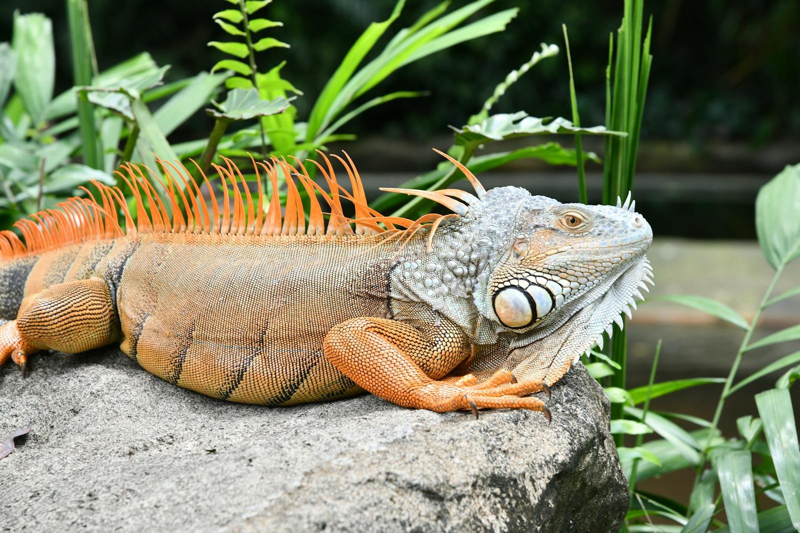Close-up of a green iguana basking in a lush outdoor environment.