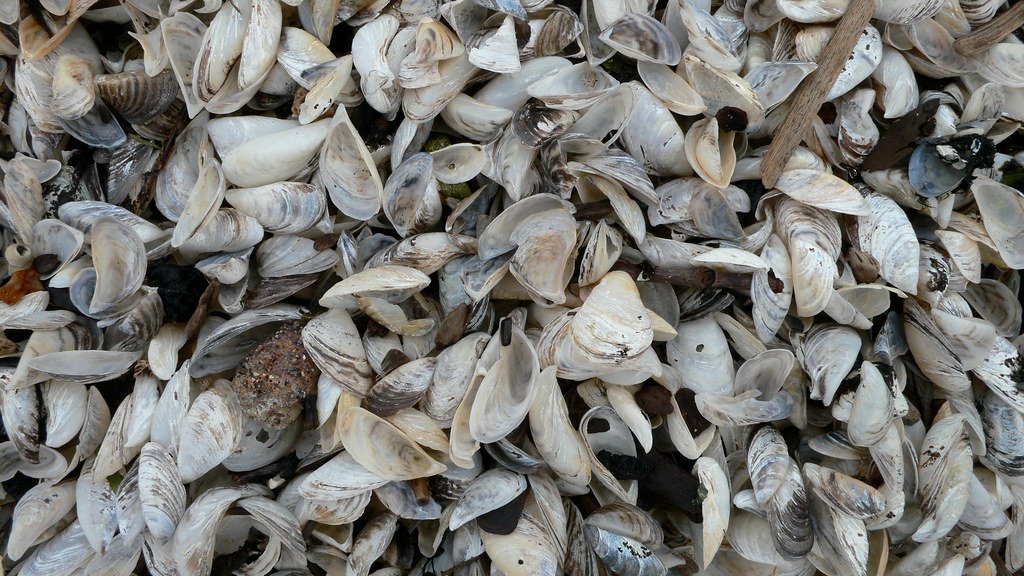 Mussels