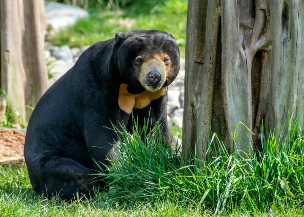 Sun bear sitting beside a tree trunk in lush green grass, captured outdoors.