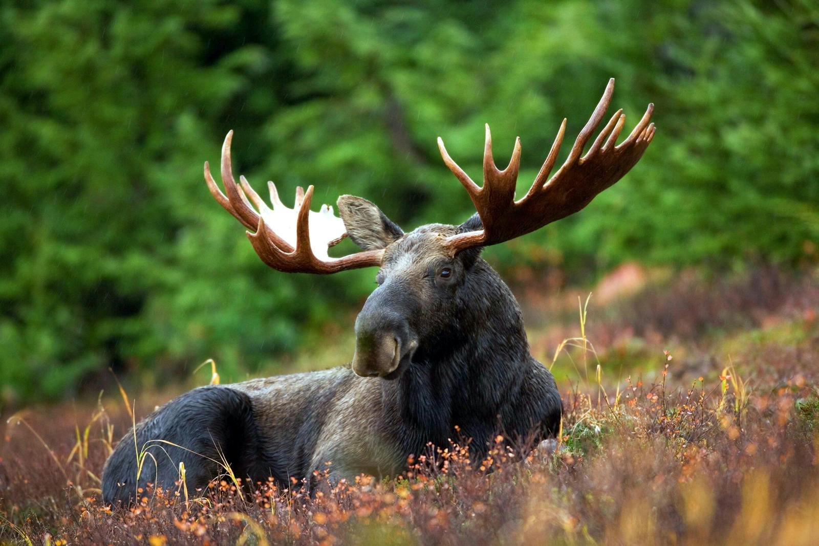 Moose, Lynx, and More: What Makes This Ontario Park a True Boreal Refuge