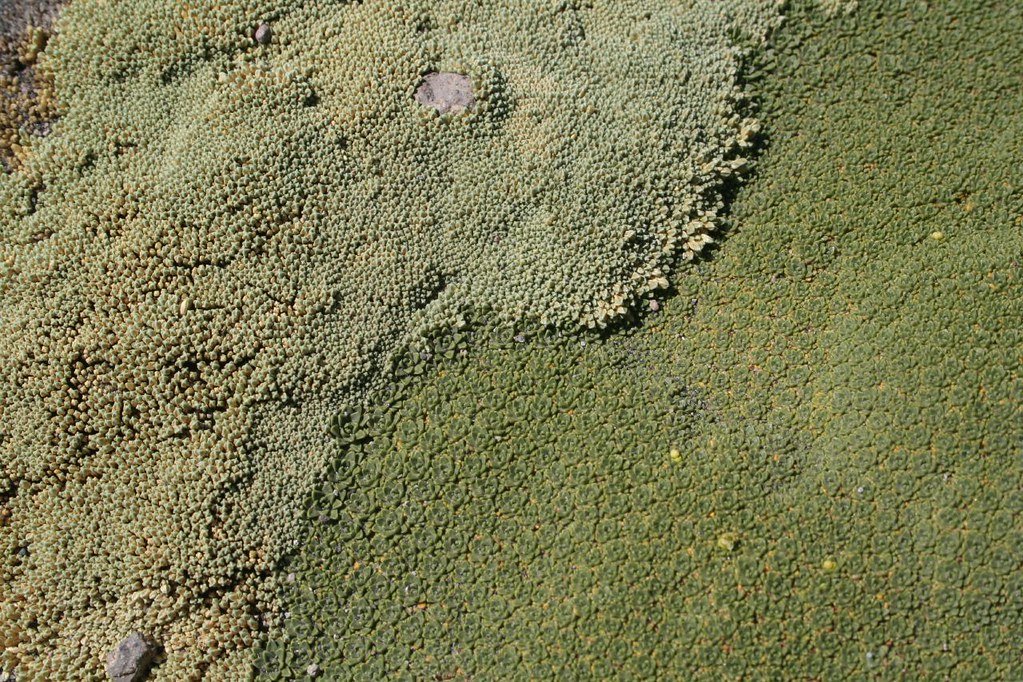 Llareta and mystery cushion plant.