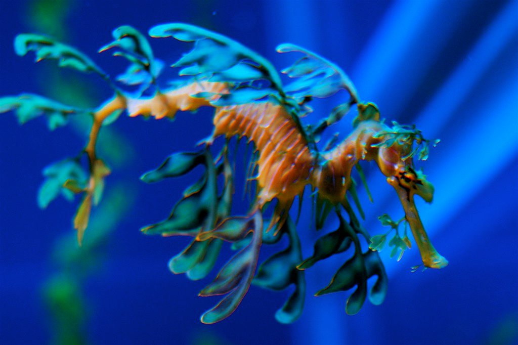 Leafy Sea Dragon