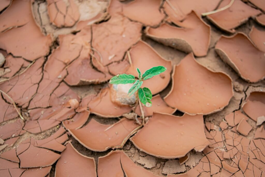 A plant sprouting from a crack in the ground