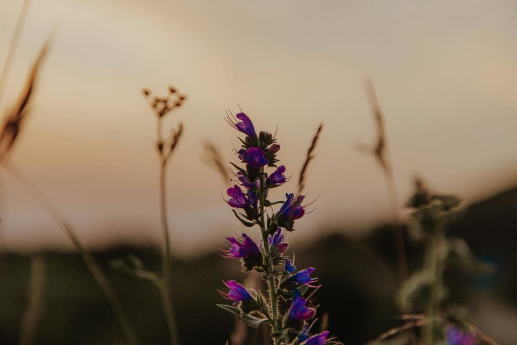 Close-up of Viper's Bugloss with vivid purple flowers against a serene dusk background.