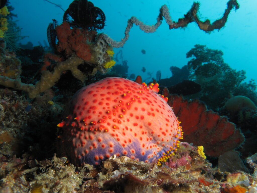 Sea apple at Nusa Kode.