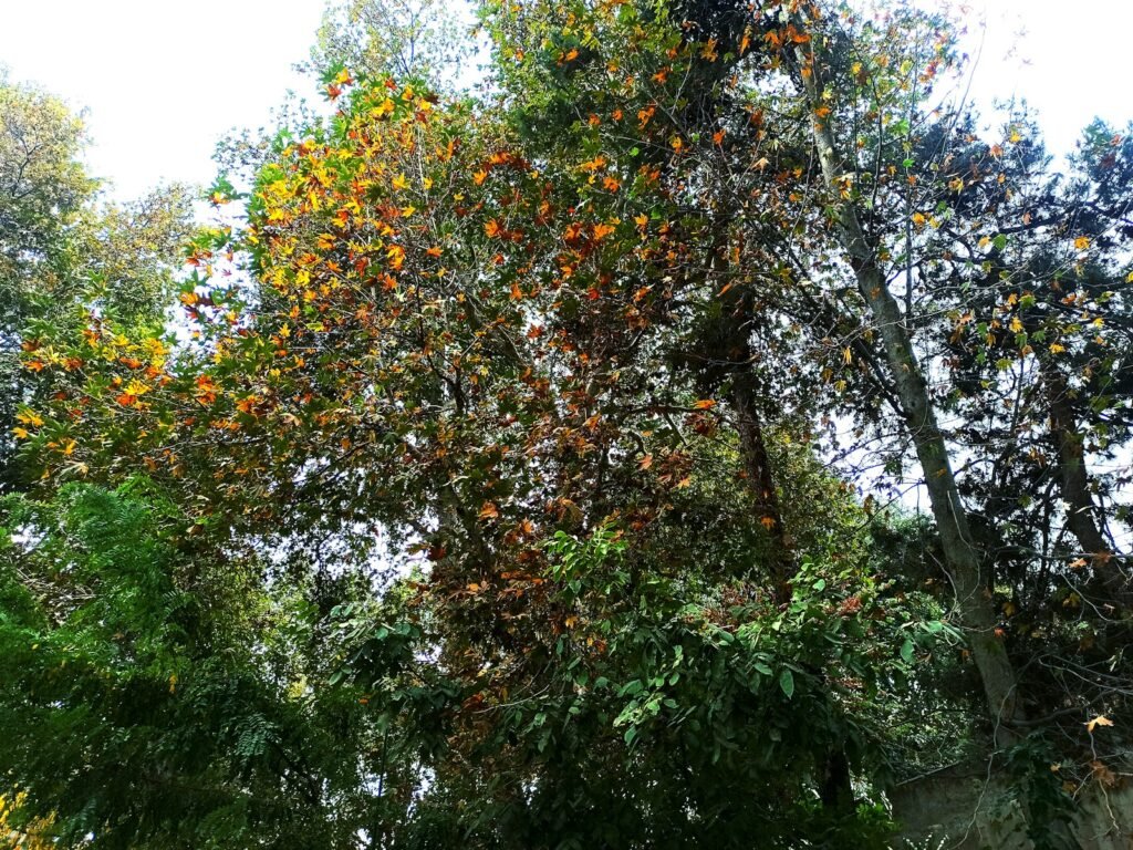 Brazilian Pepper Tree.