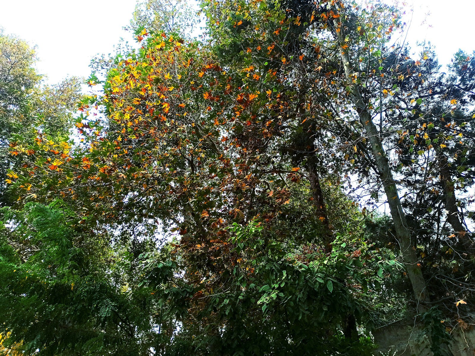 Why Florida’s Natural Areas Are Under Siege from the Brazilian Pepper Tree