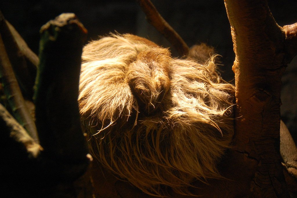 Sleeping Sloth