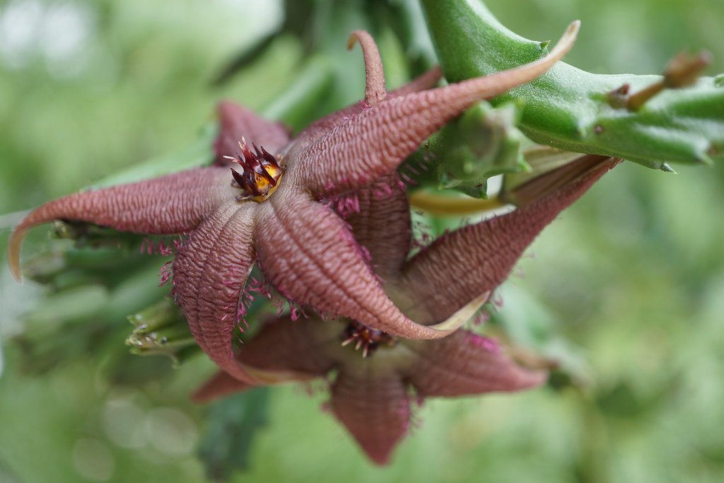 Carrion Flowers (Stapelia Schinzii var. Angolensis).