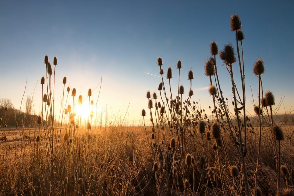 brown grass field during sunset