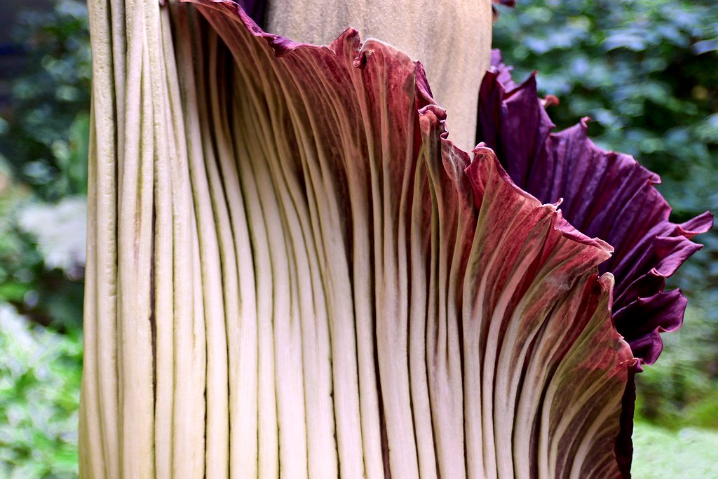 Corpse Flower.