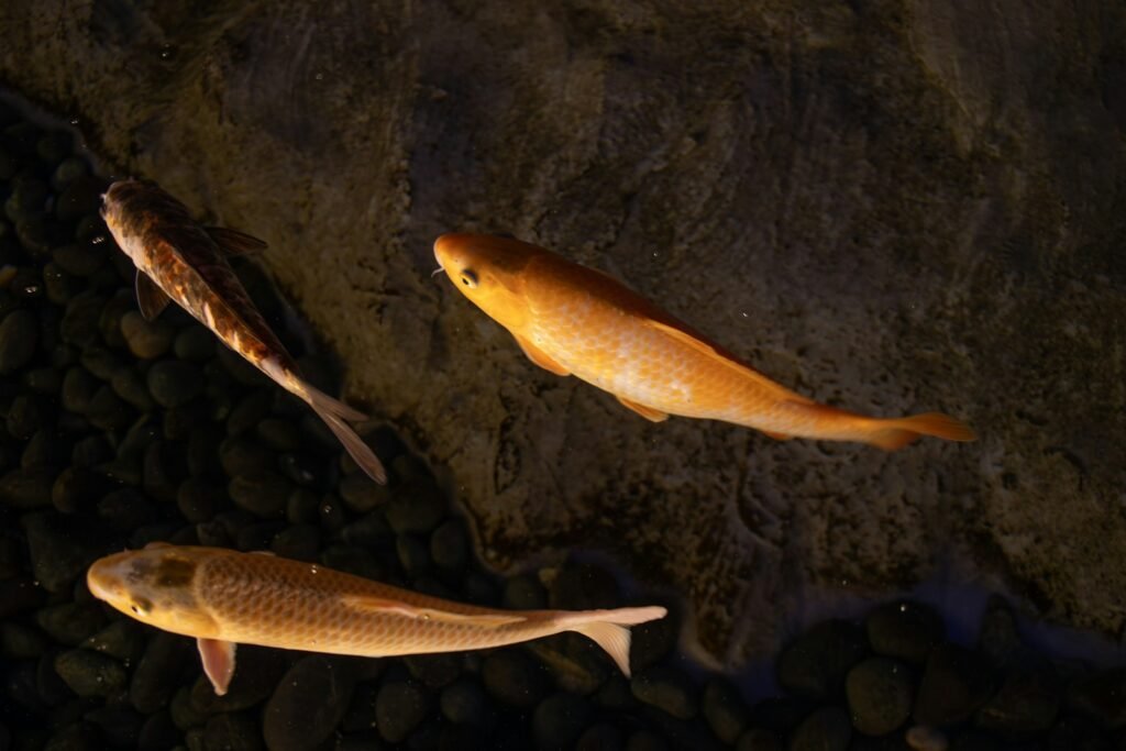 a group of fish swimming next to each other