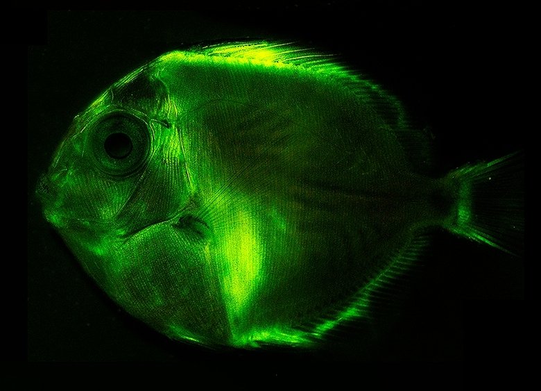 Acanthurus coeruleus biofluorescence