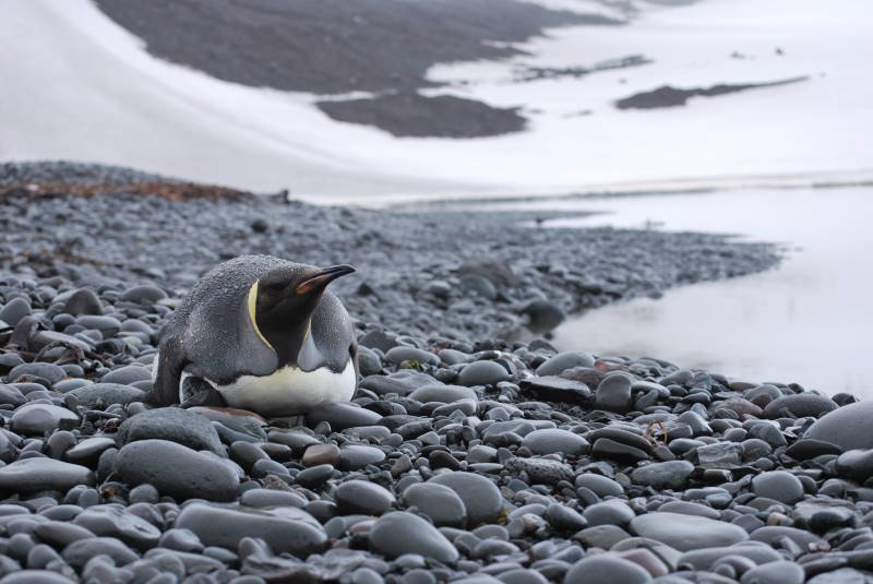 Emperor penguin on the rock