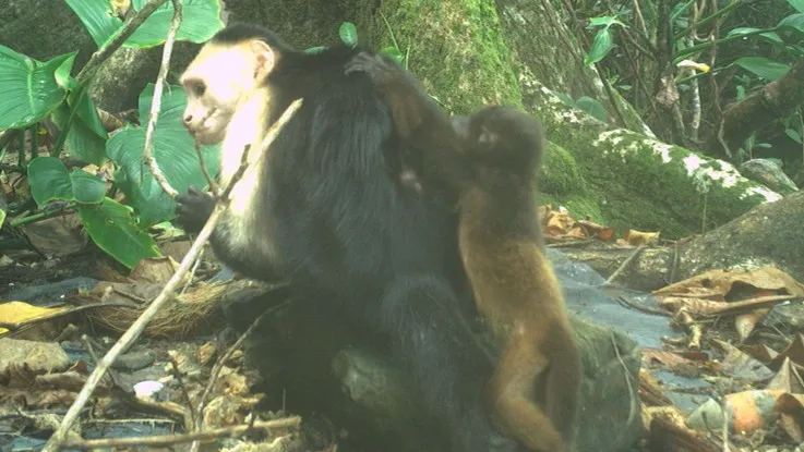 Capuchin