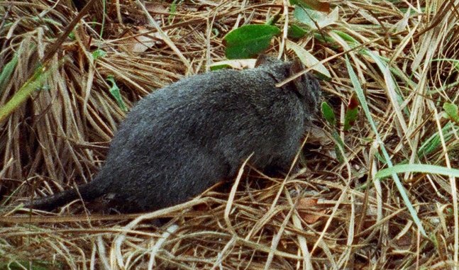 Giant Rat