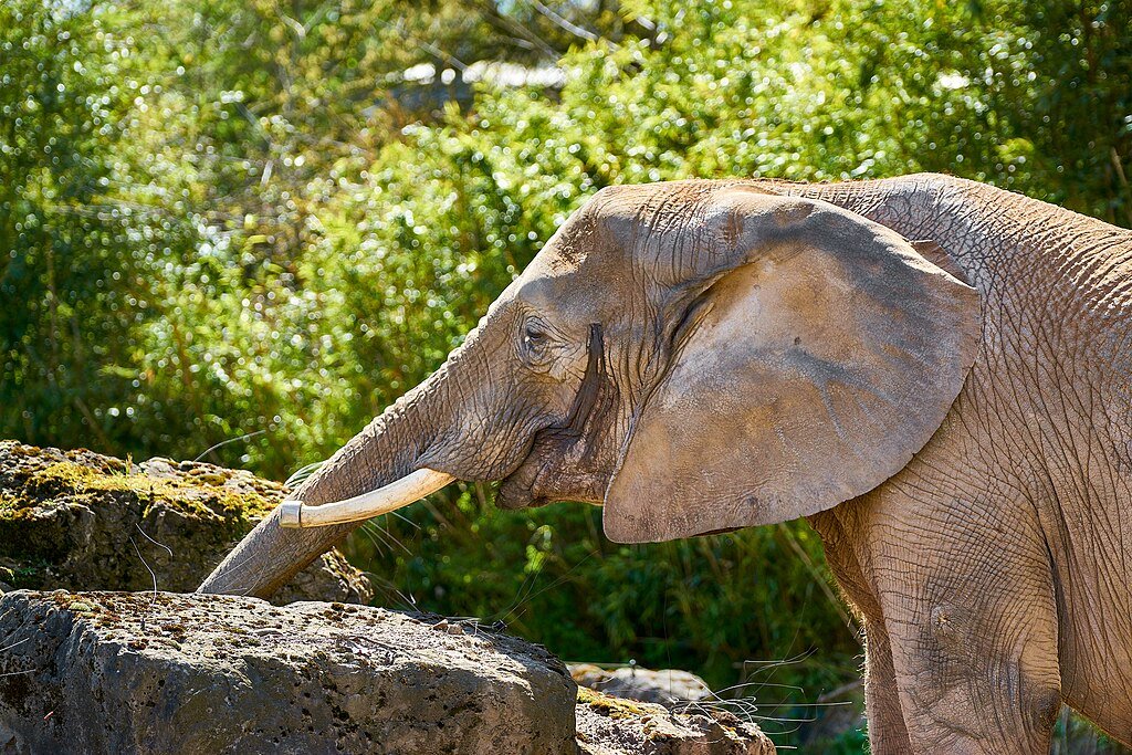 african Elephent