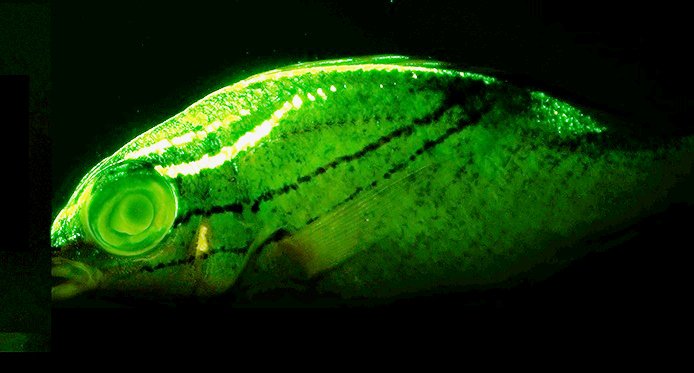 Biofluorescence of Scolopsis bilineata