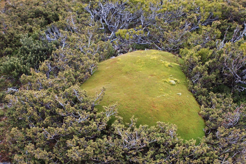 Cushion plants and Alpine coral fern - near Cradle Mountain.