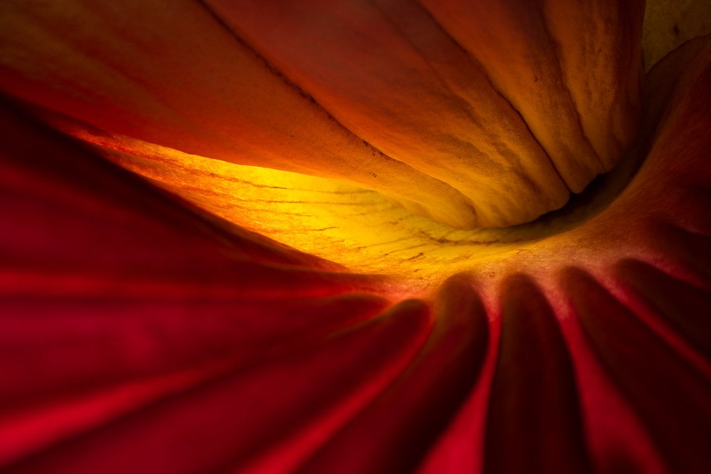 Titan Arum (Amorphophallus Titanum).