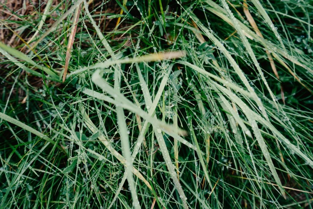 Cheatgrass.