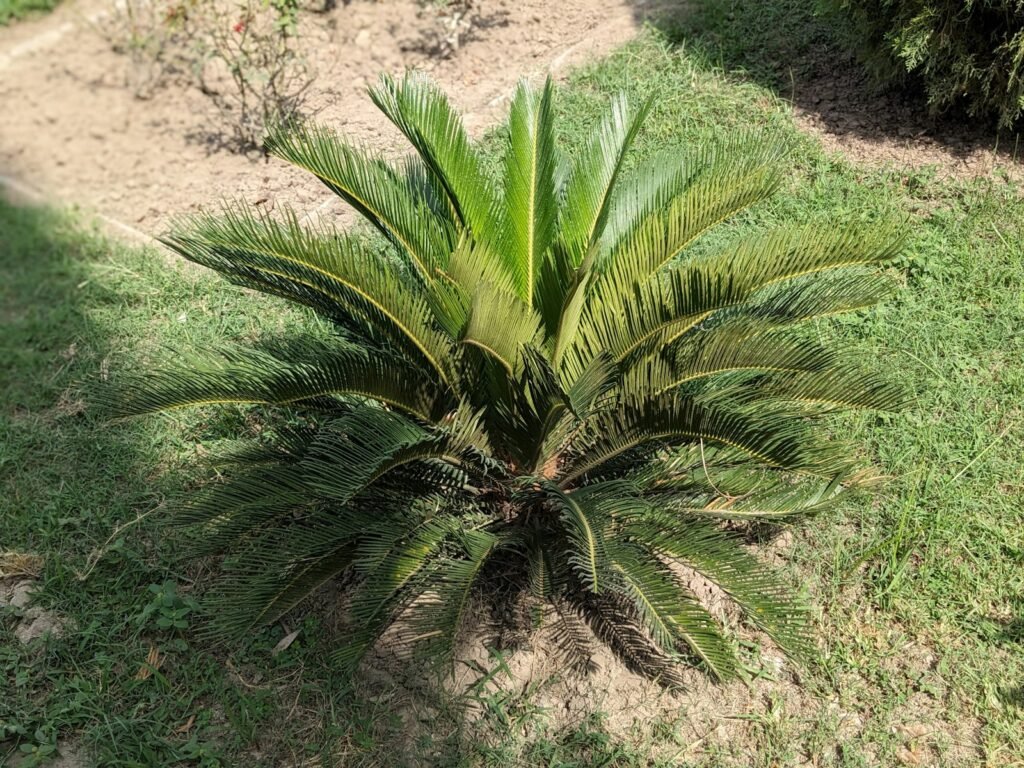 a small palm tree in the middle of a grassy area