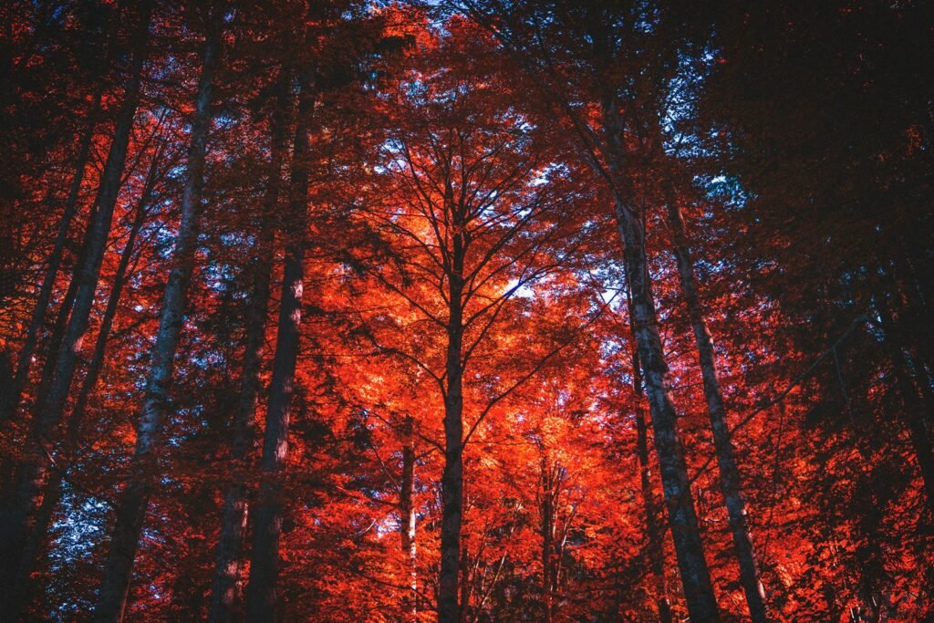 Low-angle view of red-leafed tree.