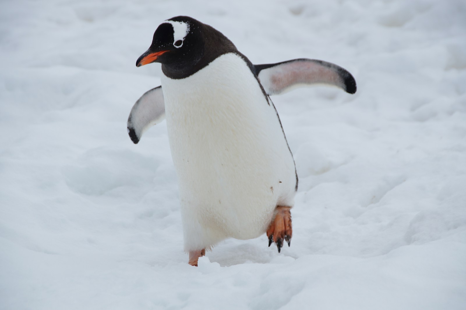 Why Don’t Penguins’ Feet Freeze?