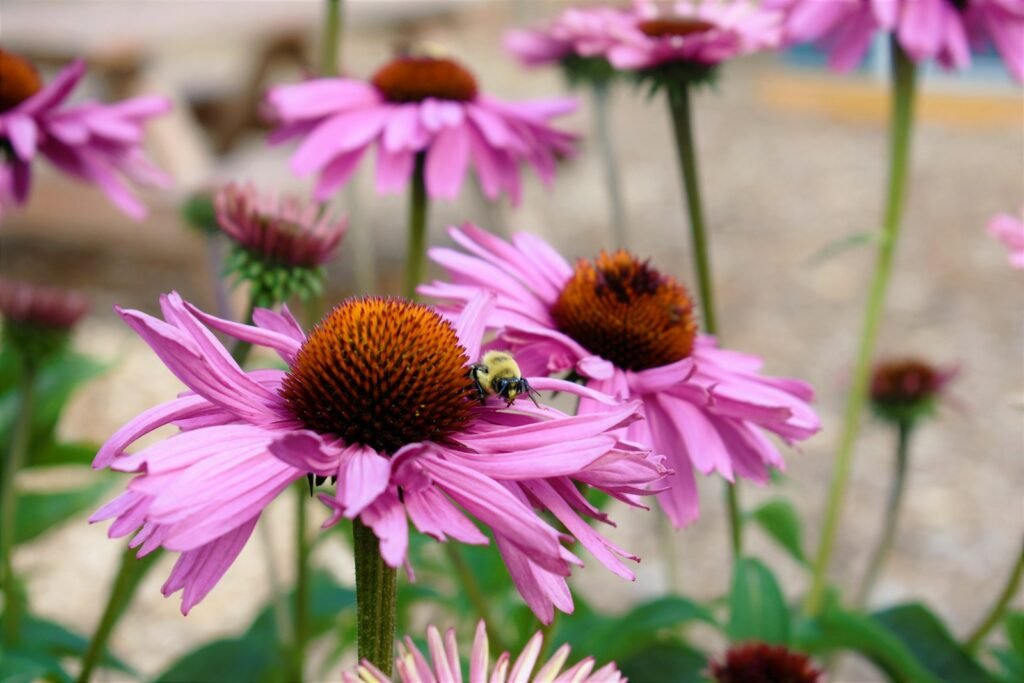 pink and white flower with bee