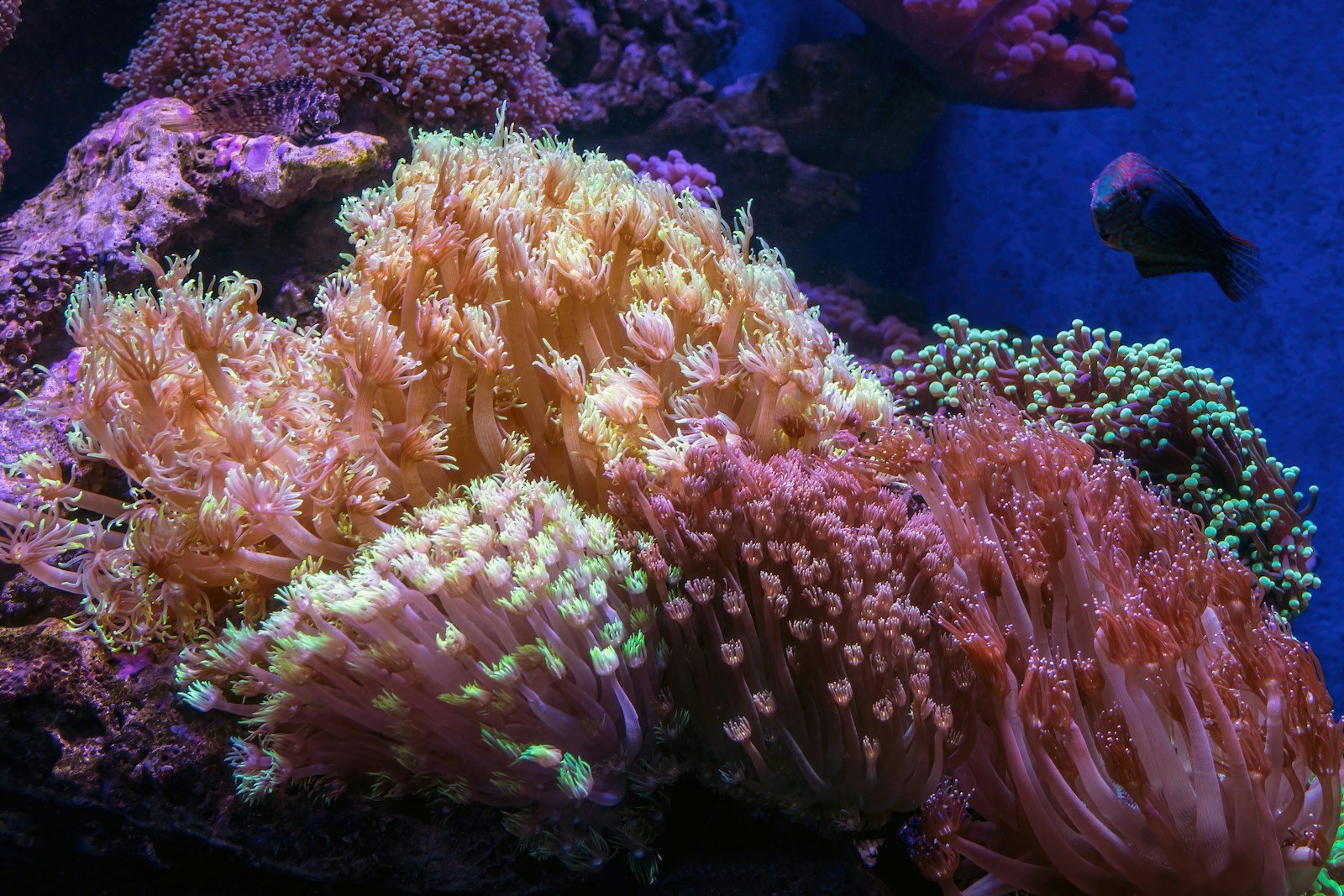 Restoring Coral With Robots: The Technology Behind Mass Reef Recovery