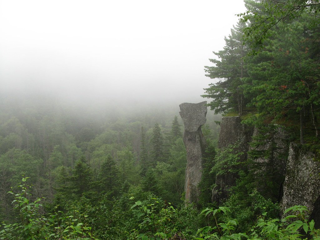 Underground Forest